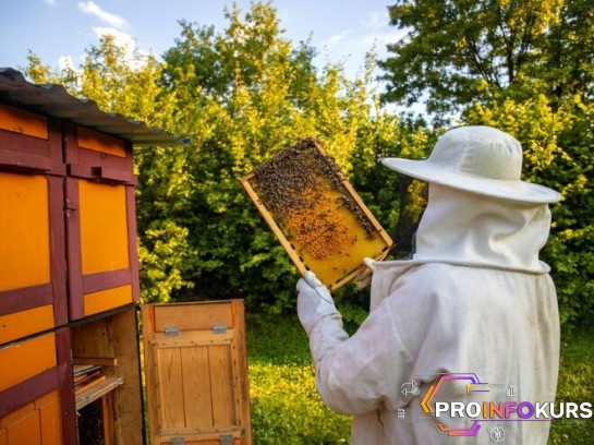 скачать бесплатно [Инфоурок] Разведение и использование пчелиных семей - производство мёда и других продуктов пчеловодства (2024)