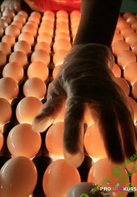 скачать бесплатно [Татьяна Коноблей] Определение качества инкубационных яиц. Подготовка яиц для инкубации (2023)