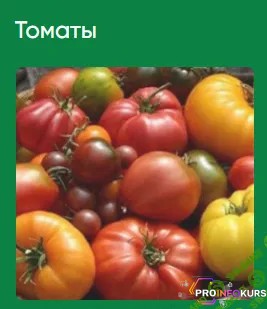 скачать бесплатно [Нетипичный Фермер] Нетипичная шпаргалка о томатах (2020)